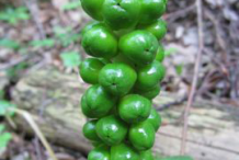 Unripe-fruit-of-Cuckoo-Pint-plant