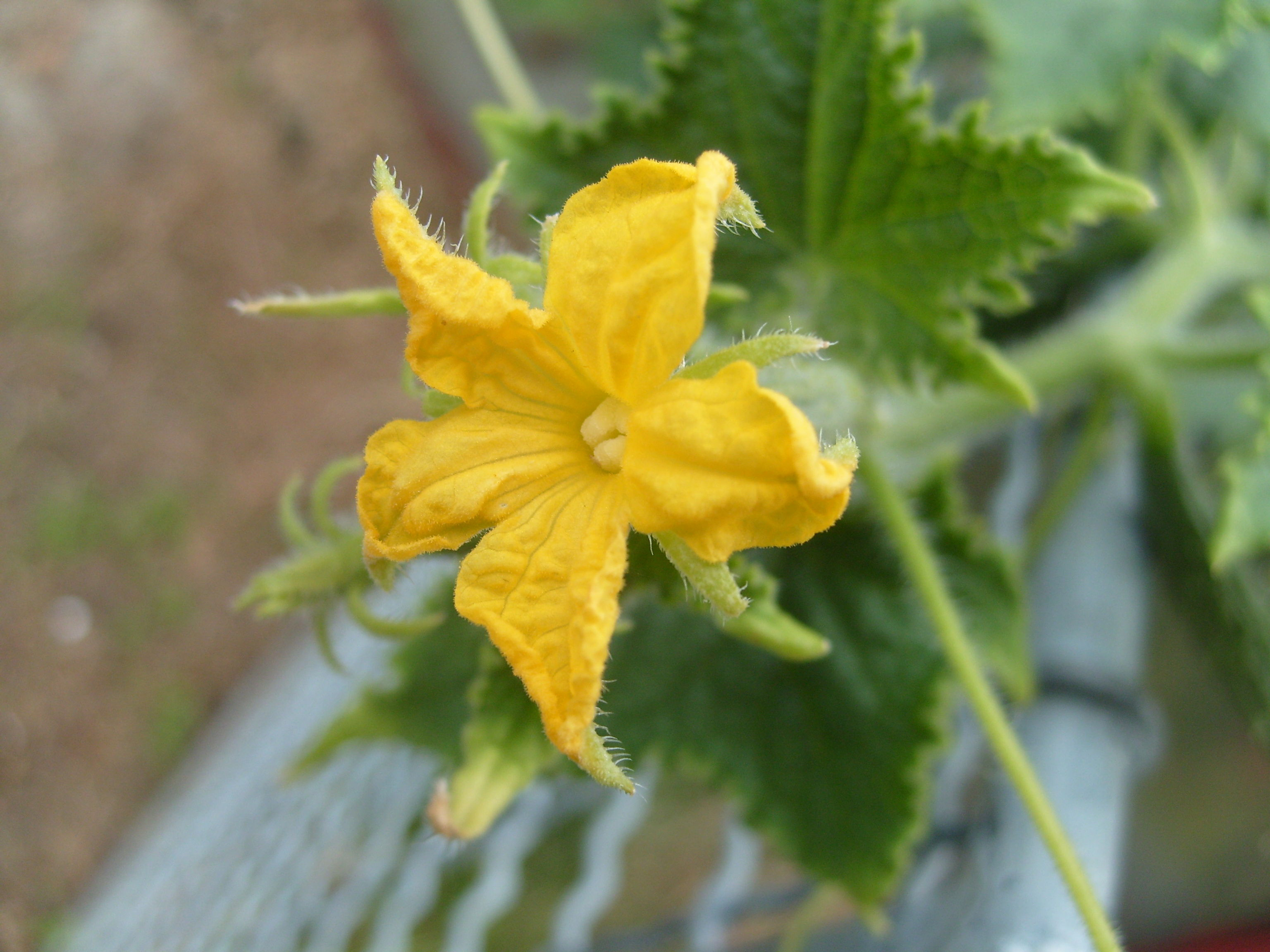 Close-up-flower-of-Cucumber