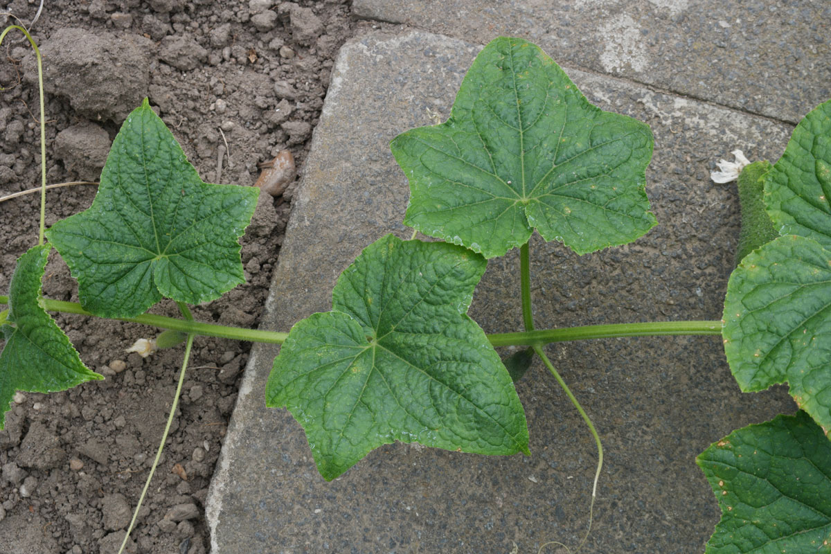 Leaves-of-Cucumber