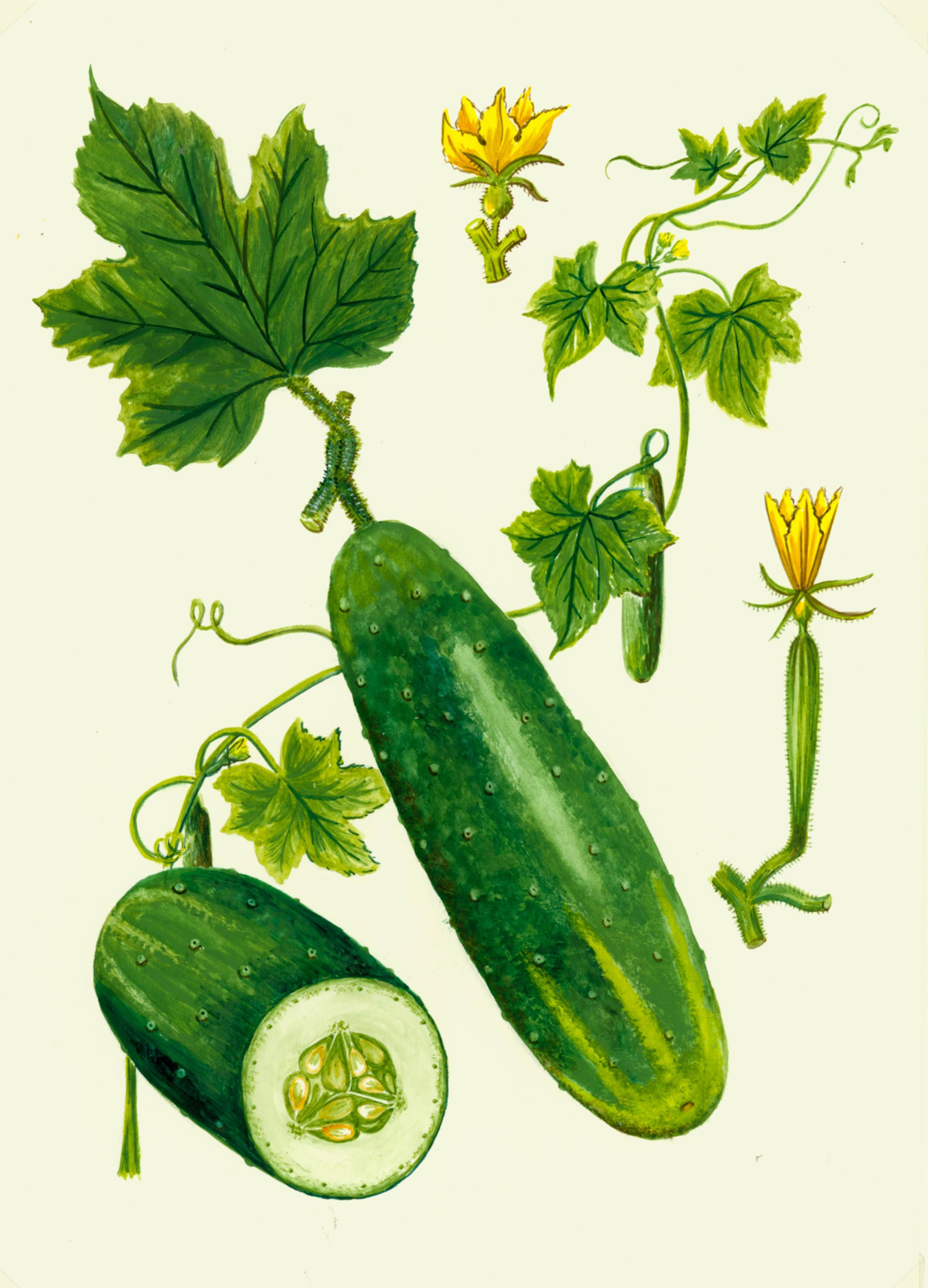 Plant-illustration-of-Cucumber