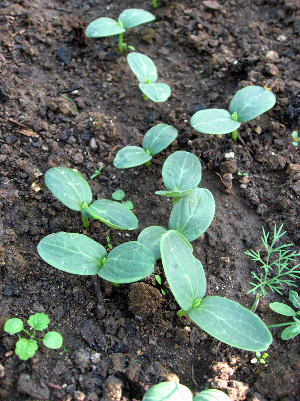 Seedlings-of-Cucumber