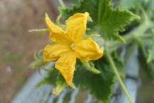 Close-up-flower-of-Cucumber