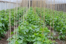 Cucumber-farm