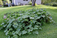 Cucumber-plant