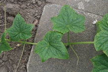 Leaves-of-Cucumber