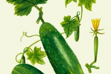 Plant-illustration-of-Cucumber