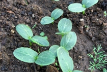 Seedlings-of-Cucumber