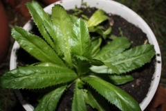 Culantro-Plant