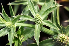 Flower-of-Culantro-plant