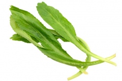 Leaves-of-Culantro