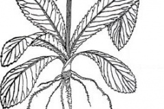 Sketch-of-Culantro