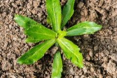 Small-Culantro-plant