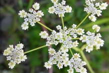 Close-up-flower-of-Cumin