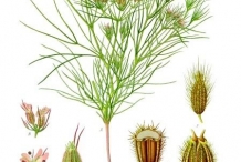 Illustration-of-Cumin-plant