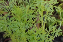 Leaves-of-Cumin