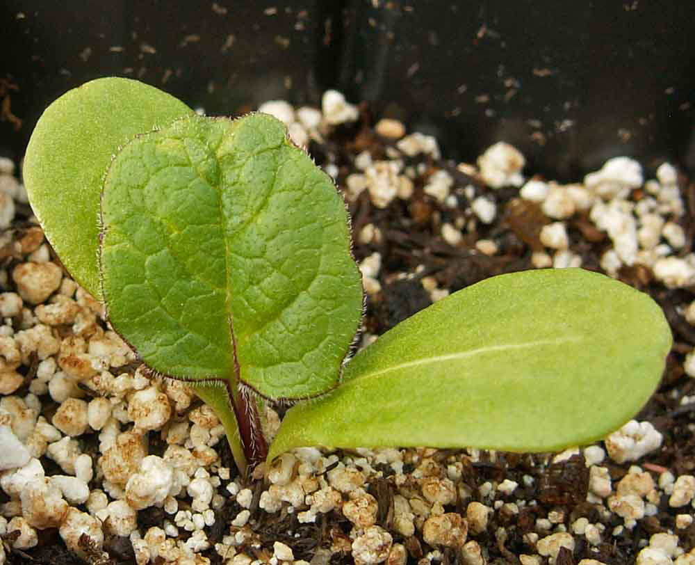 Seedlings-of-Cup-plant
