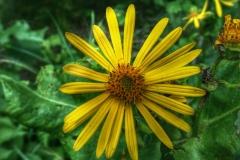 Close-view-of-Cup-plant-flower