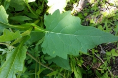 Cup-plant-leaf