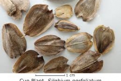 Cup-plant-seeds