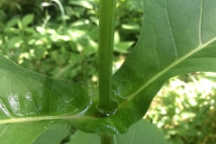 Cup-plant-stem