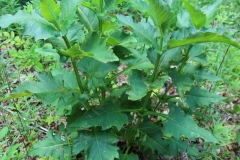 Cup-plant