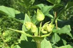 Flower-buds-of-Cup-plant