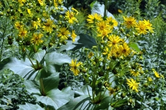 Flowers-of-Cup-plant