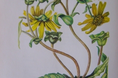 Plant-illustration-of-Cup-plant