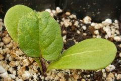 Seedlings-of-Cup-plant
