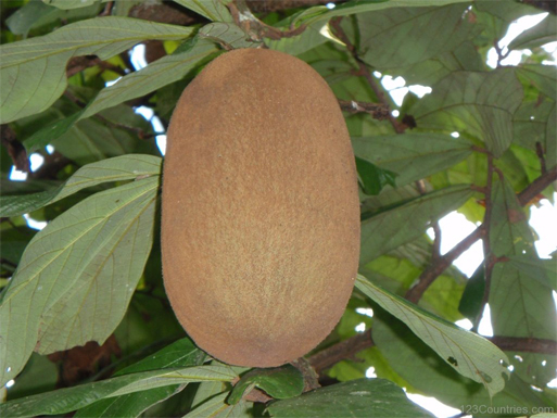 Cupuassu-fruit-Copoasu