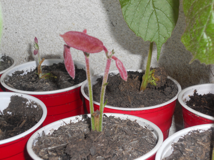 Cupuassu-sprouts-theobroma