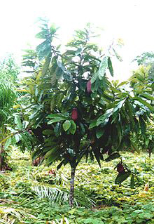 Cupuassu-tree-Pataiste