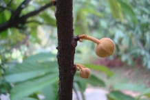 Cupuassu-bulb-Copoasu