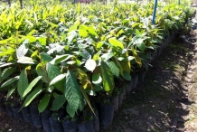 Cupuassu-farm-cupuazú