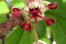 Cupuassu-flower-cupu assu