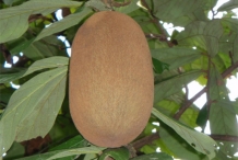 Cupuassu-fruit-Copoasu