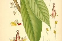 Cupuassu-illustration-Pupu
