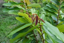Cupuassu-leaves-Pupuaçú