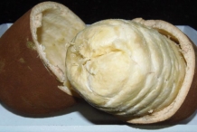 Cupuassu-pulp-Cupuarana