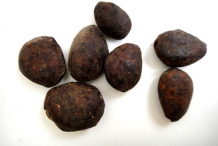 Cupuassu-seeds-Cupuassú