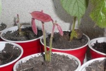 Cupuassu-sprouts-theobroma