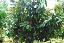 Cupuassu-tree-Pataiste