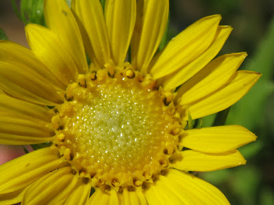 Closer-view-of-Curlycup-Gumweed-Flower