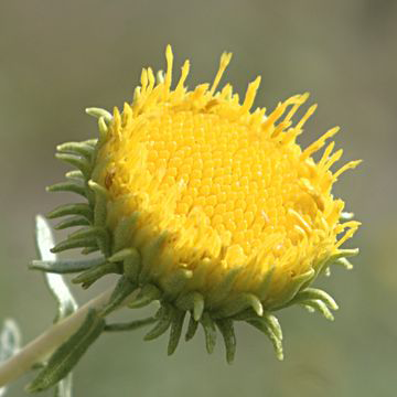 Discoid-flower-of-Curlycup-Gumweed