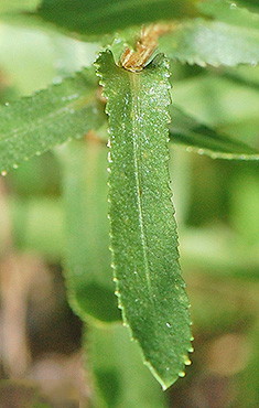 Leaves-of-Curlycup-Gumweed