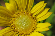 Closer-view-of-Curlycup-Gumweed-Flower