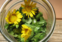 Collected-flower-and-leaves-of-Curlycup-Gumweed