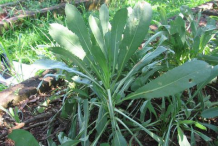 Curlycup-Gumweed-plant