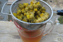 Curlycup-Gumweed-tincture