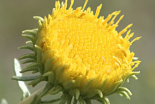 Discoid-flower-of-Curlycup-Gumweed